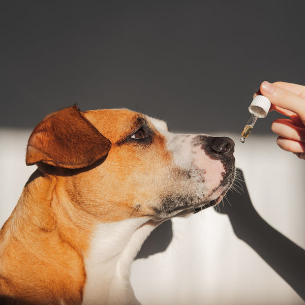How to Choose CBD Oil for Dogs?