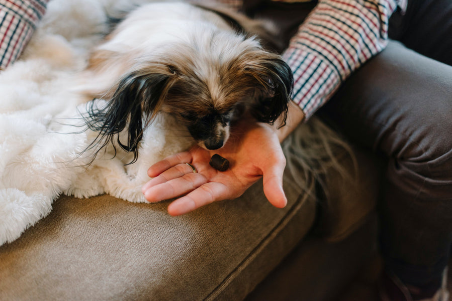 CBD for Pets: Is CBD is Beneficial to Avoid Noise Sensitivity in your Pets