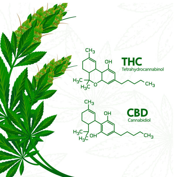 CBD vs THC: What’s the Difference Between CBD and THC?